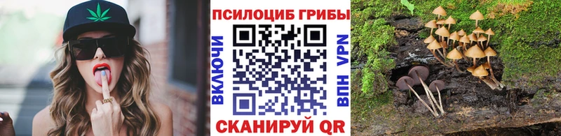 как найти   Сусуман  Псилоцибиновые грибы Psilocybe 